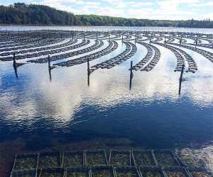 An oyster farm on Prince Edward Island