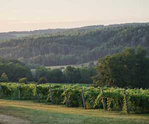 Canadian pét-nats | Benjamin Bridge vineyard at sunrise