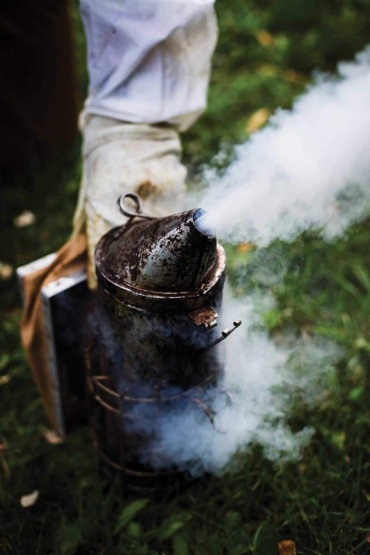 Canadian mead: smoking the bees