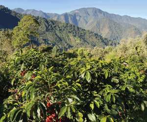 Van Houtte Signature Collection Fairtrade coffee | Coffee growing region in Mexico