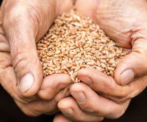 Blue Zone diet | a handful of grains