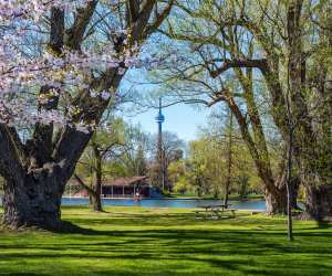 Things to do in Toronto this June | Cherry blossom trees frame a view of the CN Tower