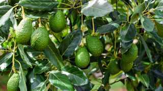 Avocados From Mexico | Avocado Tree