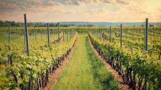 Tourism Niagara | Vineyards in Niagara