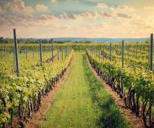 Tourism Niagara | Vineyards in Niagara