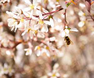 Honey and honeycomb | A bee sips from a flower