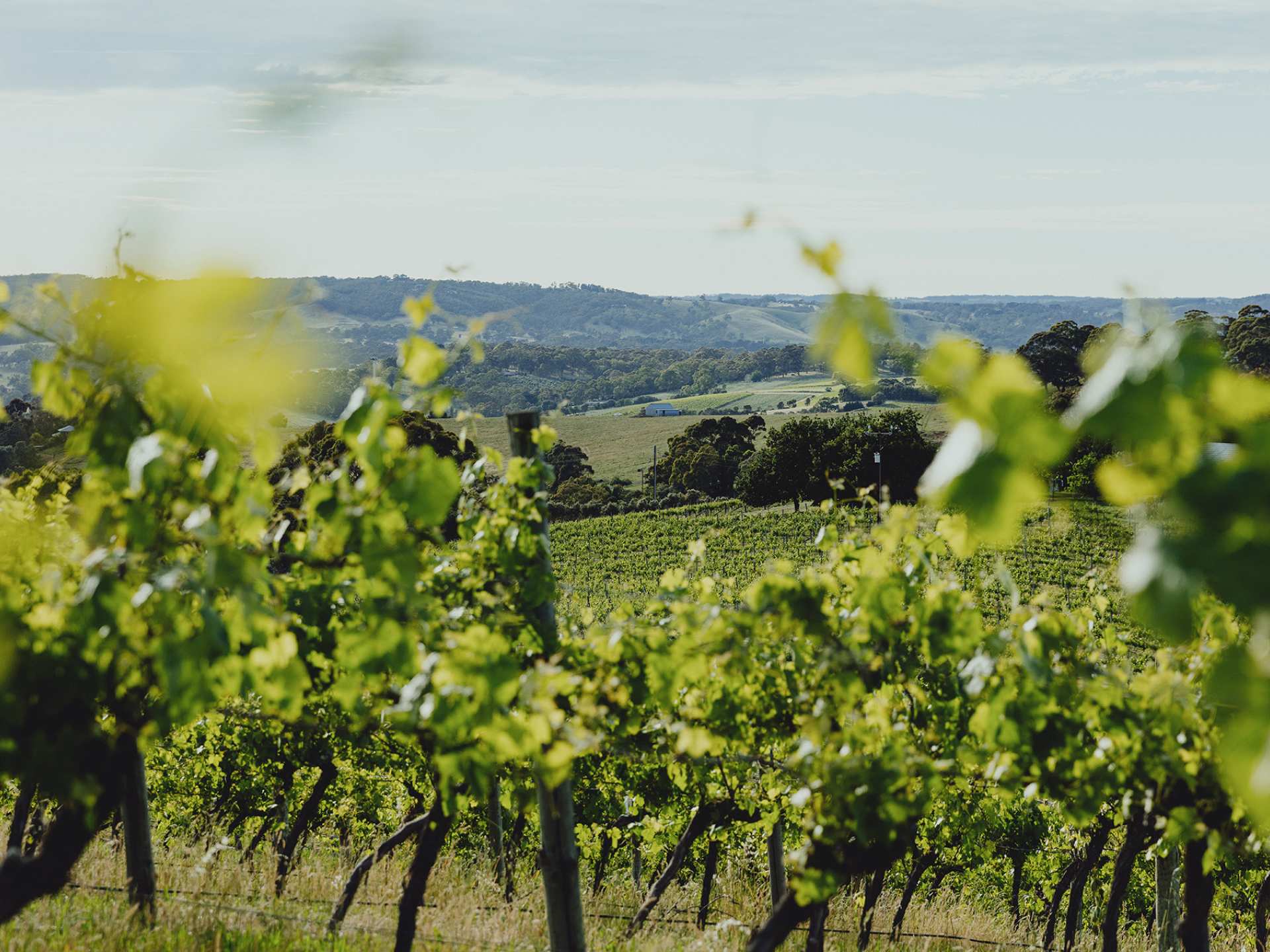 Angove wine | Angove wine vineyard