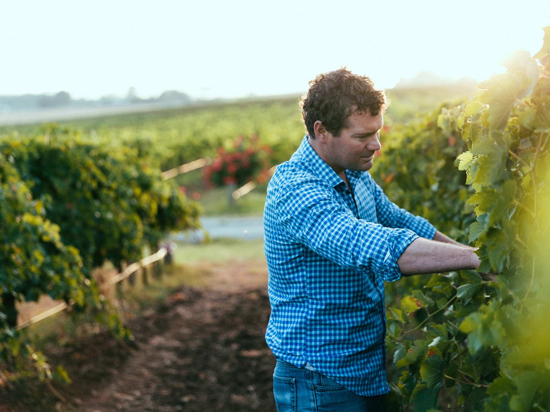 Angove wine | Richard Angove looking at Angove wine grapes