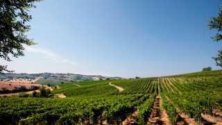 Fazi Battaglia's Titulus Classico | Vineyards among the Castelli di Jesi hills