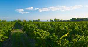 Vineyards at Magnotta Winery